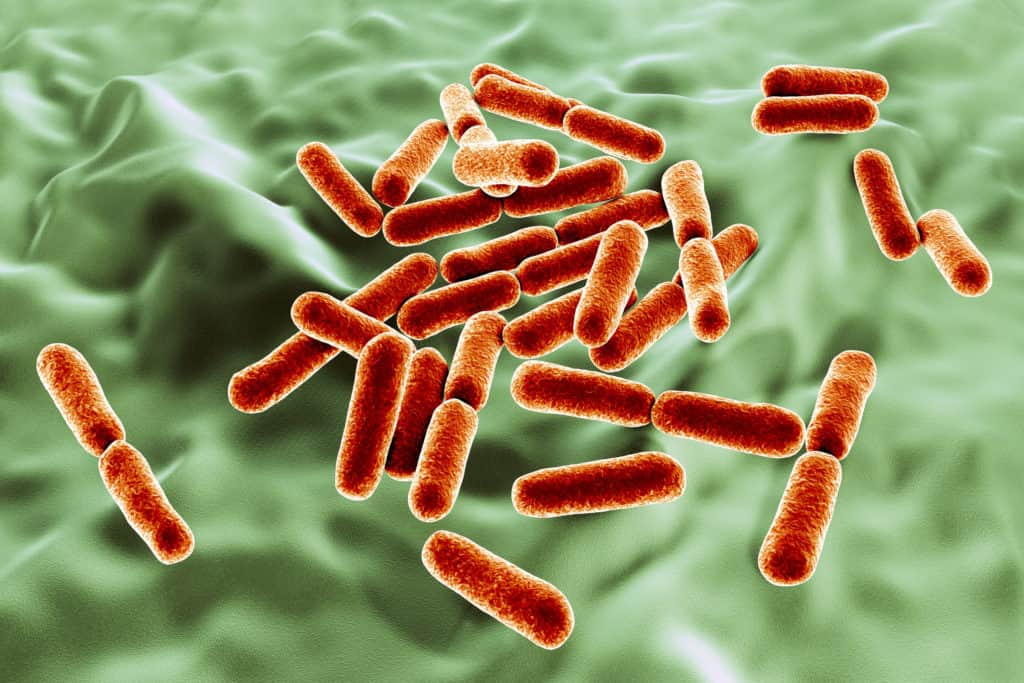 Probiotic bacteria Bacillus clausii, 3D illustration