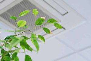plant in front of an air conditioner