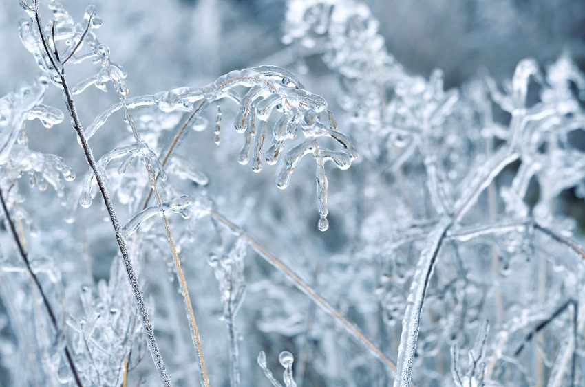 frozen branches